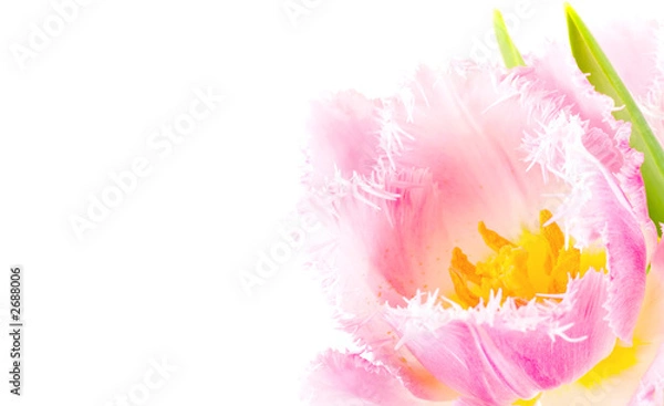 Obraz pink tulip close-up