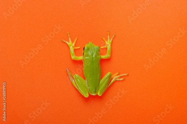 Fototapeta Green tree frog