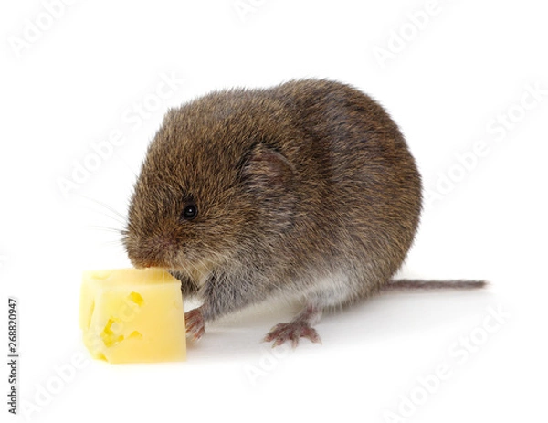 Obraz Mouse with cheese