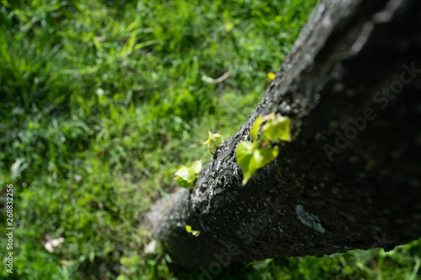 Fototapeta the trunk of the tree and a new leaf