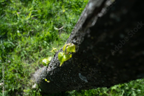Fototapeta the trunk of the tree and a new leaf