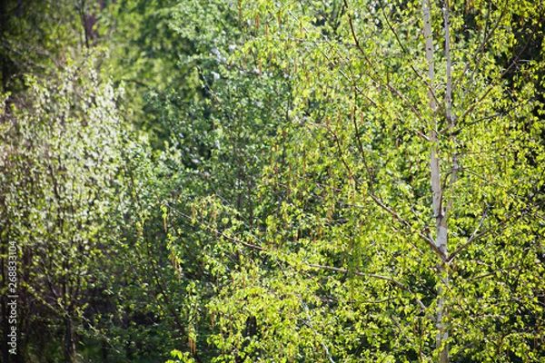 Fototapeta Beautiful fresh green leaves of silver birch tree on the sunny spring blyrry background.