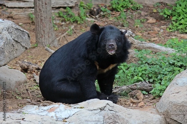 Fototapeta Animals,  these are two bears that live at KHON KAEN zoo,  in KHON KAEN province THAILAND.  