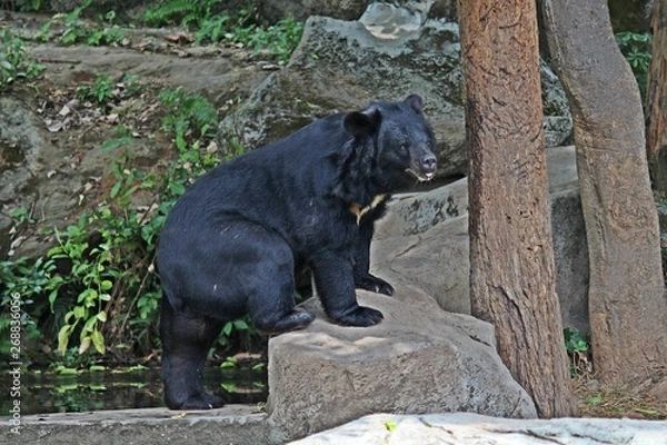 Fototapeta Animals,  these are two bears that live at KHON KAEN zoo,  in KHON KAEN province THAILAND.  