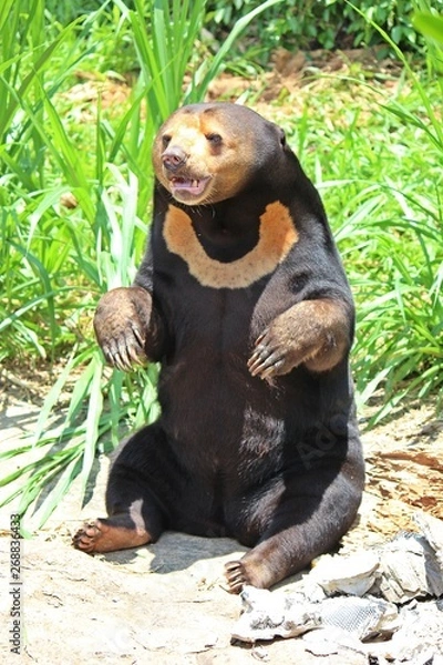 Fototapeta Animals,  these are two bears that live at KHON KAEN zoo,  in KHON KAEN province THAILAND.  