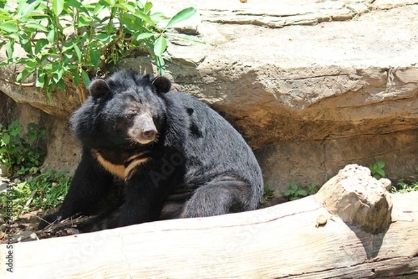 Fototapeta Animals,  these are two bears that live at KHON KAEN zoo,  in KHON KAEN province THAILAND.  