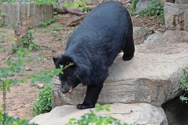 Fototapeta Animals,  these are two bears that live at KHON KAEN zoo,  in KHON KAEN province THAILAND.  