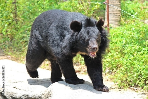 Fototapeta Animals,  these are two bears that live at KHON KAEN zoo,  in KHON KAEN province THAILAND.  