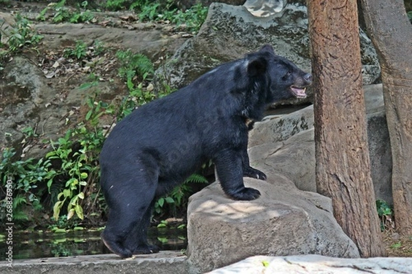 Fototapeta Animals,  these are two bears that live at KHON KAEN zoo,  in KHON KAEN province THAILAND.  
