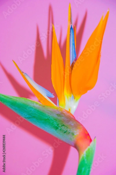 Fototapeta Bird of Paradiso Siete