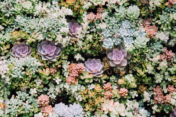 Fototapeta To Cacti For