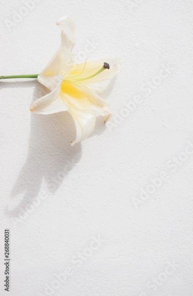 Fototapeta Mexican Lily