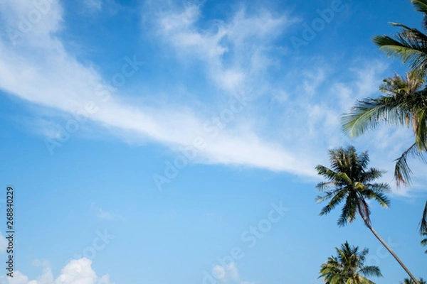 Fototapeta Palm Tree at a Beach on a Summer Day