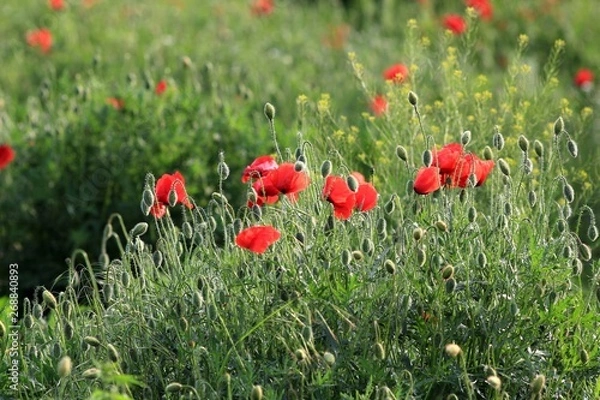 Fototapeta Red poppies in the meadow