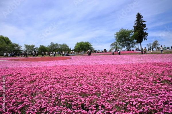 Fototapeta 羊山公園の芝桜
