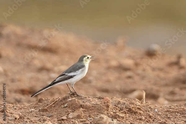 Fototapeta White Wagtail