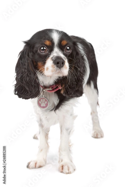 Obraz Cavalier King Charles Spaniel isolated on white