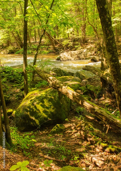 Fototapeta The dappled stone