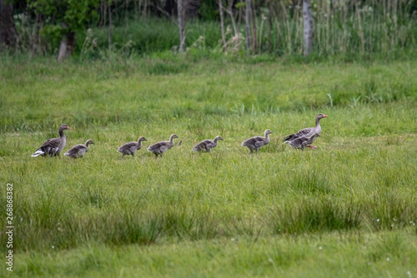 Fototapeta Graugänse