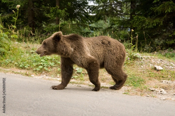 Obraz Wild Bear In The Forest