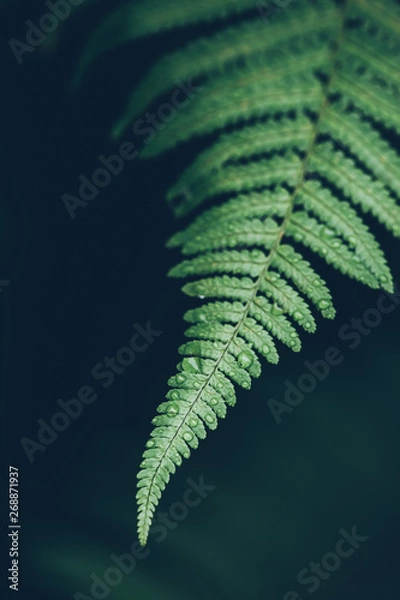 Fototapeta Rain drops on green lush fern leaves - Freshness and environment concept - Natural concept