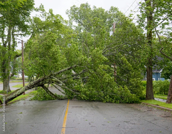 Obraz Large tree fallen across a road. The road is completely blocked. Leaves still on tree. Overcast sky above. Other trees still standing. 