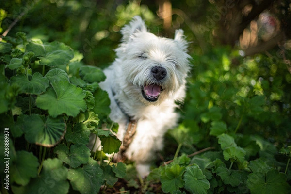 Fototapeta Westie
