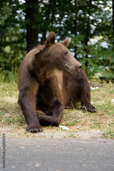 Obraz Wild Bear In The Forest