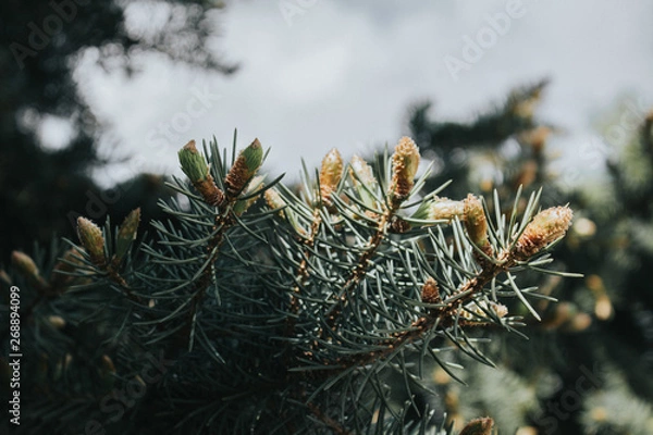 Fototapeta pine tree branch with cones
