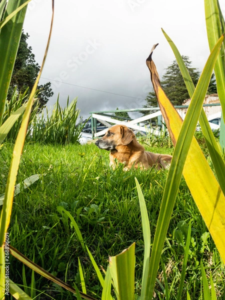 Fototapeta cachorro deitado