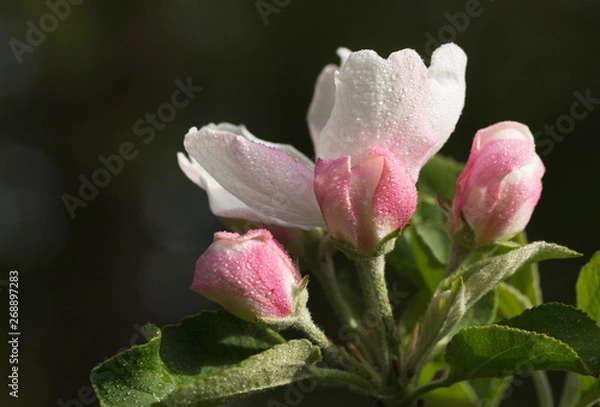 Fototapeta Close up of a pink and white apple blossom, wet with dew, isolated on a deep green background.