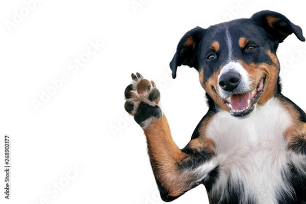 Obraz cześć żegnaj psie piątkę, Appenzeller Mountain Dog