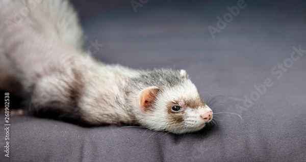 Obraz loved skulk coloured ferret on the balcony smiling and cleaning its pelt happily