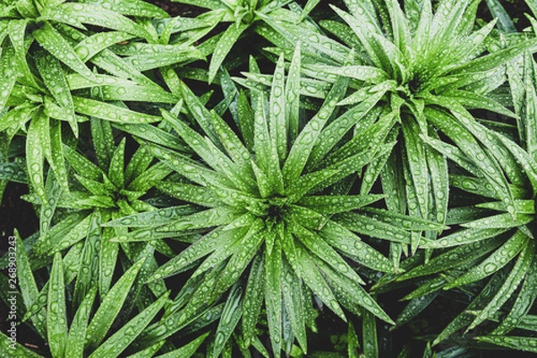 Fototapeta Green tropical leaves with raindrops in tropical. View from above. Flat lay. Nature background, leaves close-up summer background template