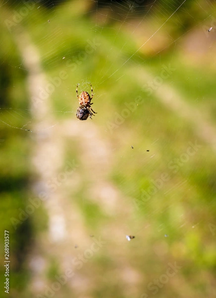 Fototapeta big brown cross spider catching insects in its net