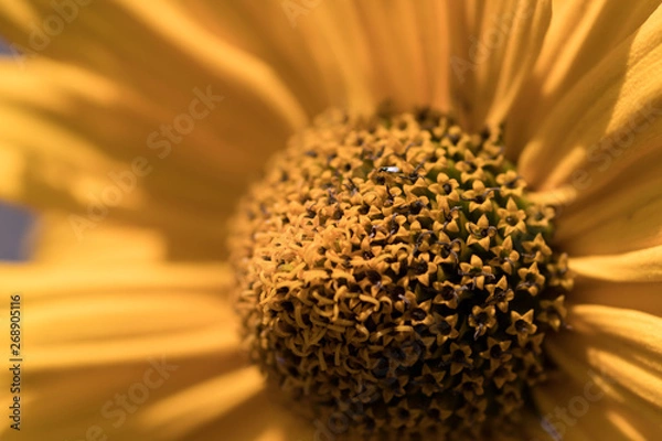 Obraz große gelbe Blüte