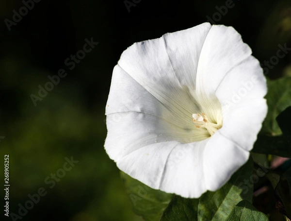 Obraz leuchtend weiße Blüte