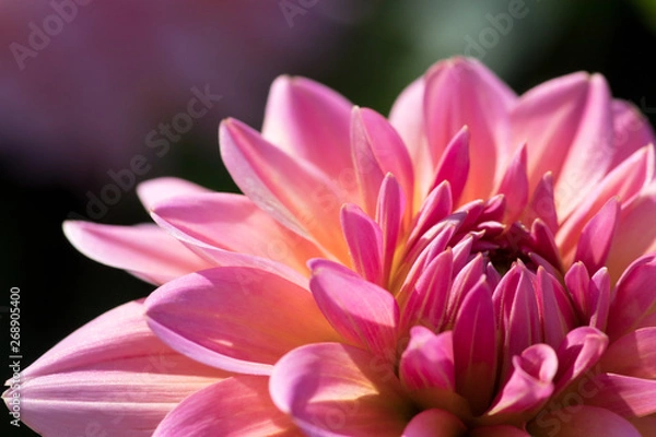 Obraz Dahleinblüte pink