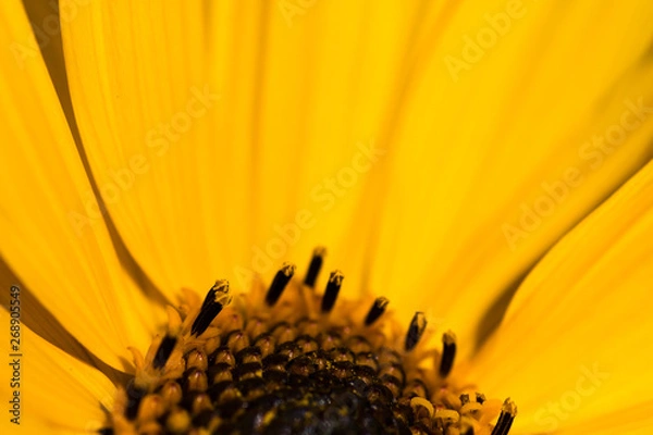 Obraz Ausschnitt einer Sonnenblume mit Pollen