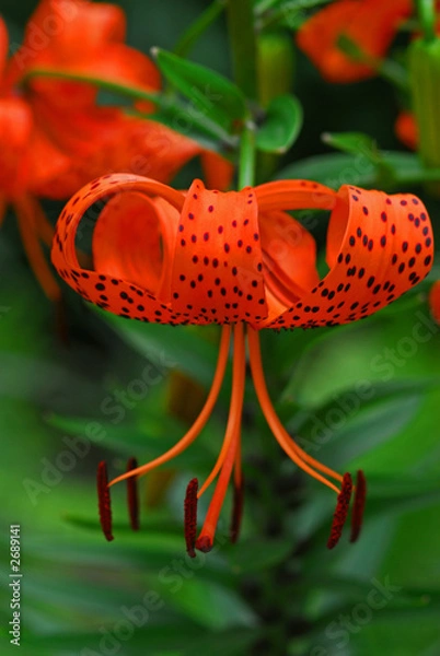 Obraz lilia tygrysia