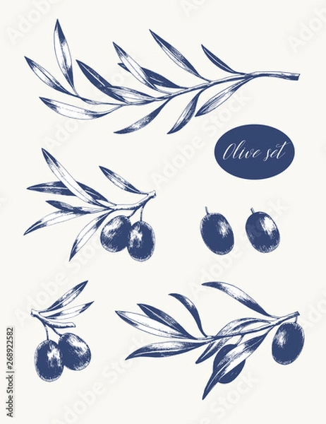 Fototapeta Set of tree branches with leaves and black olives. Hand drawn vector illustration. Greek food sketch.