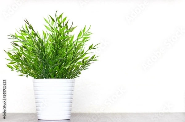 Fototapeta Decorative grass in a pot close-up on the table on a white background. Copy space.