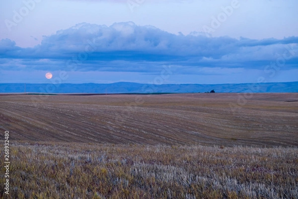 Obraz Moon Rise over Old Wheat