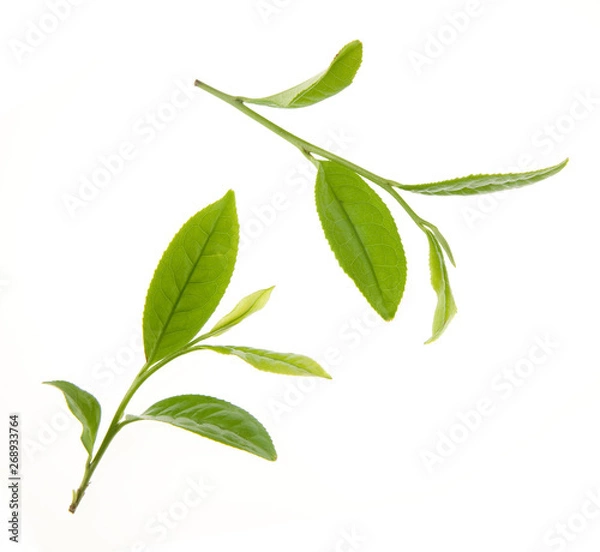 Fototapeta お茶の葉