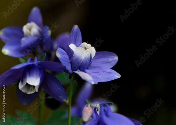 Obraz ミヤマオダマキ