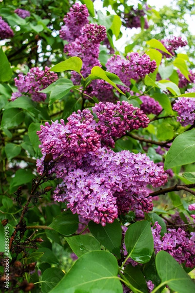 Obraz Spring time. Lilac blossom tree.
