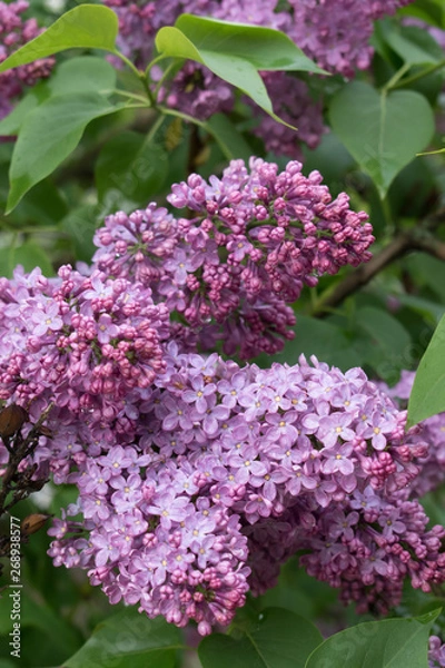 Obraz Spring time. Lilac blossom tree.