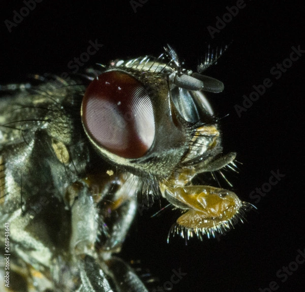 Fototapeta Australian Bush Fly