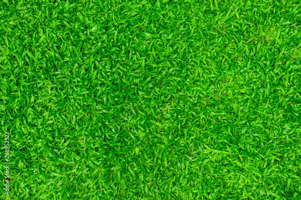 Fototapeta The surface of the green grass for the design work that feels fresh, moist and natural.