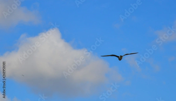 Fototapeta Seagulls flying in the sky